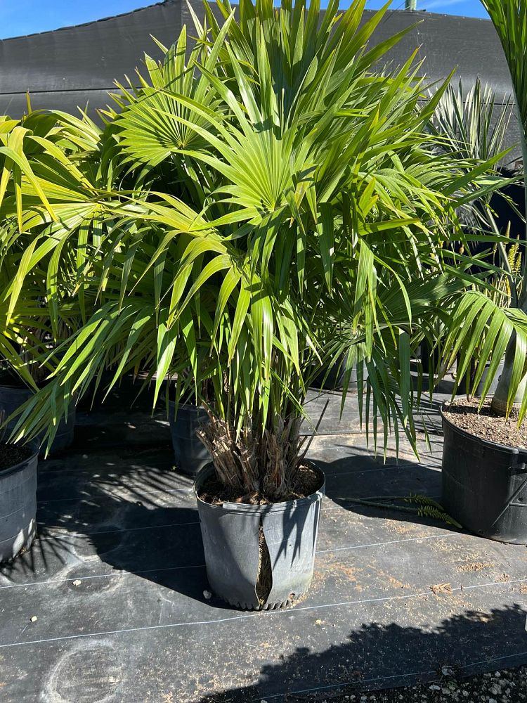 thrinax-radiata-florida-thatch-palm