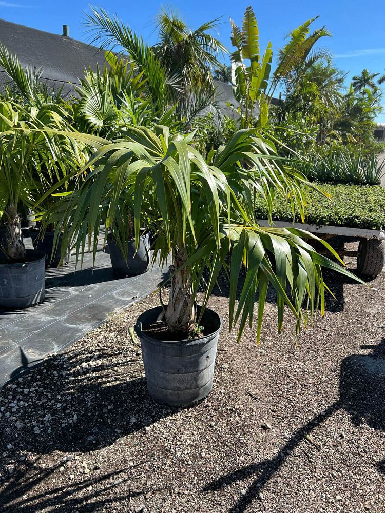 thrinax-radiata-florida-thatch-palm