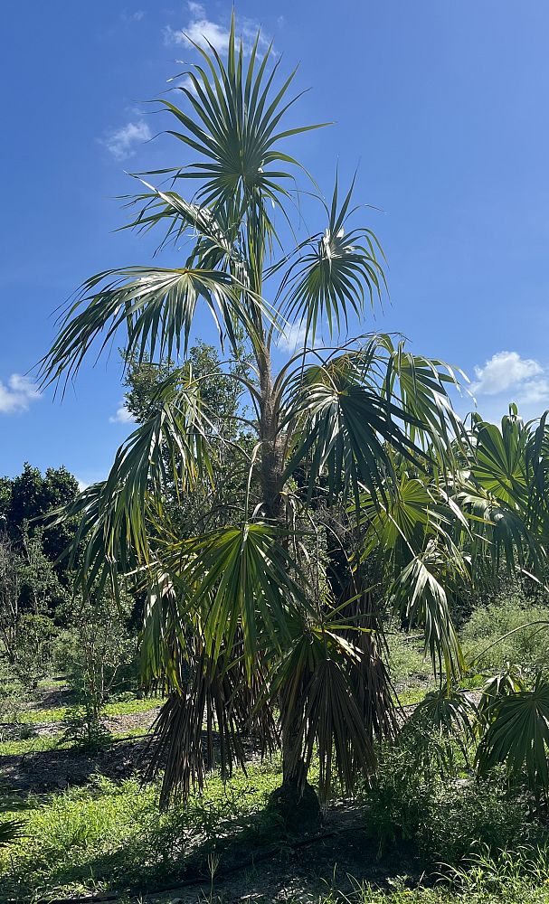 thrinax-thatch-palm