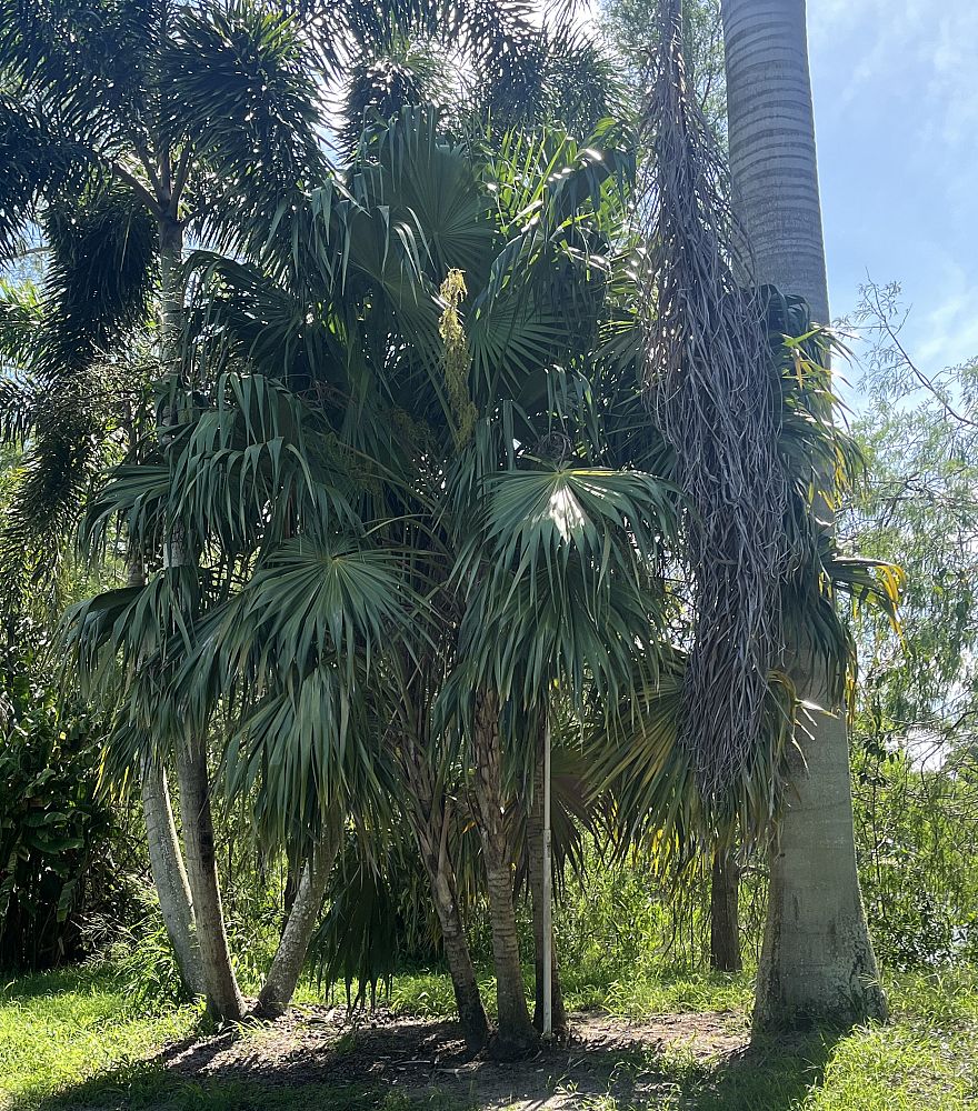 thrinax-thatch-palm