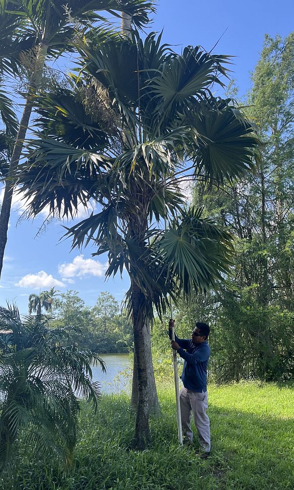 thrinax-thatch-palm