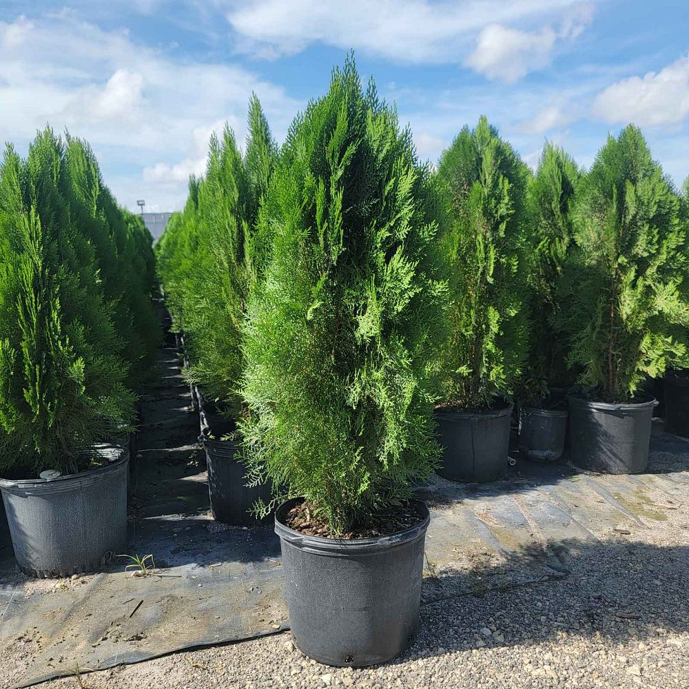 thuja-arborvitae