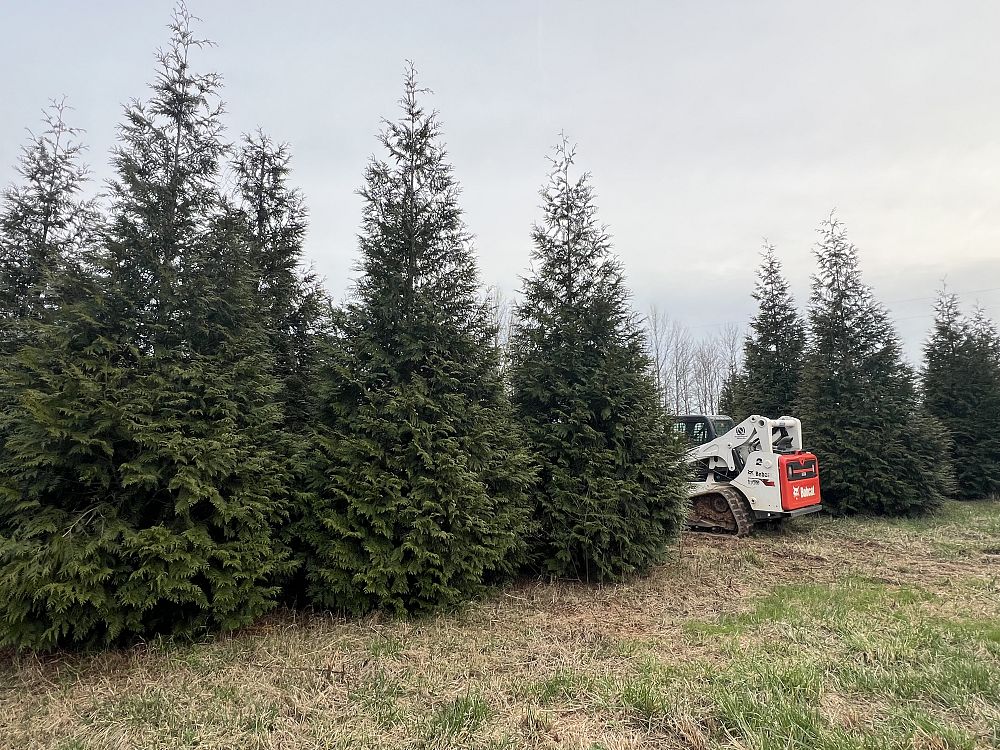 thuja-arborvitae