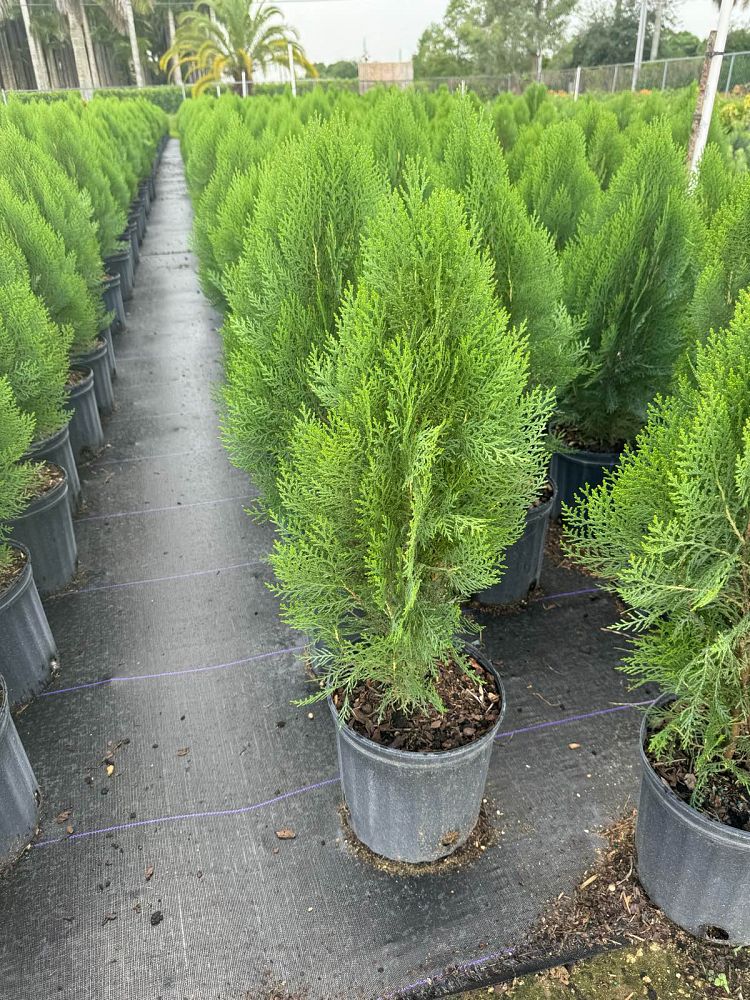 thuja-arborvitae