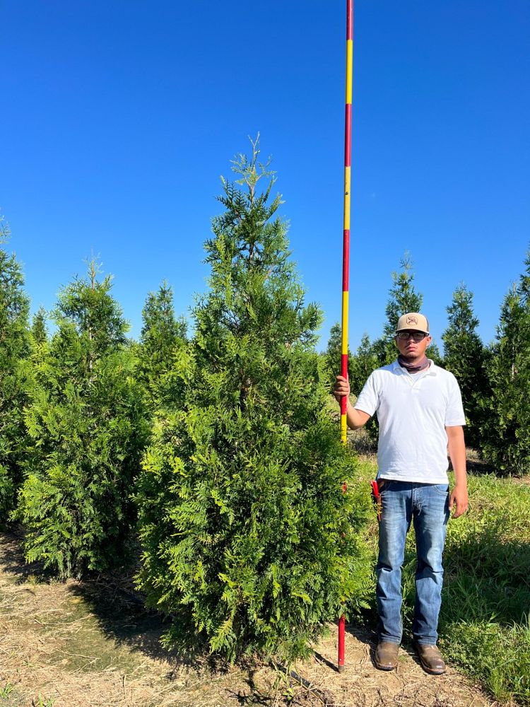 thuja-attapulgus-arborvitae-titan-western-cedar