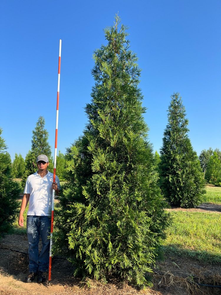 thuja-attapulgus-arborvitae-titan-western-cedar