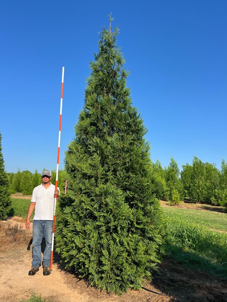 thuja-attapulgus-arborvitae-titan-western-cedar