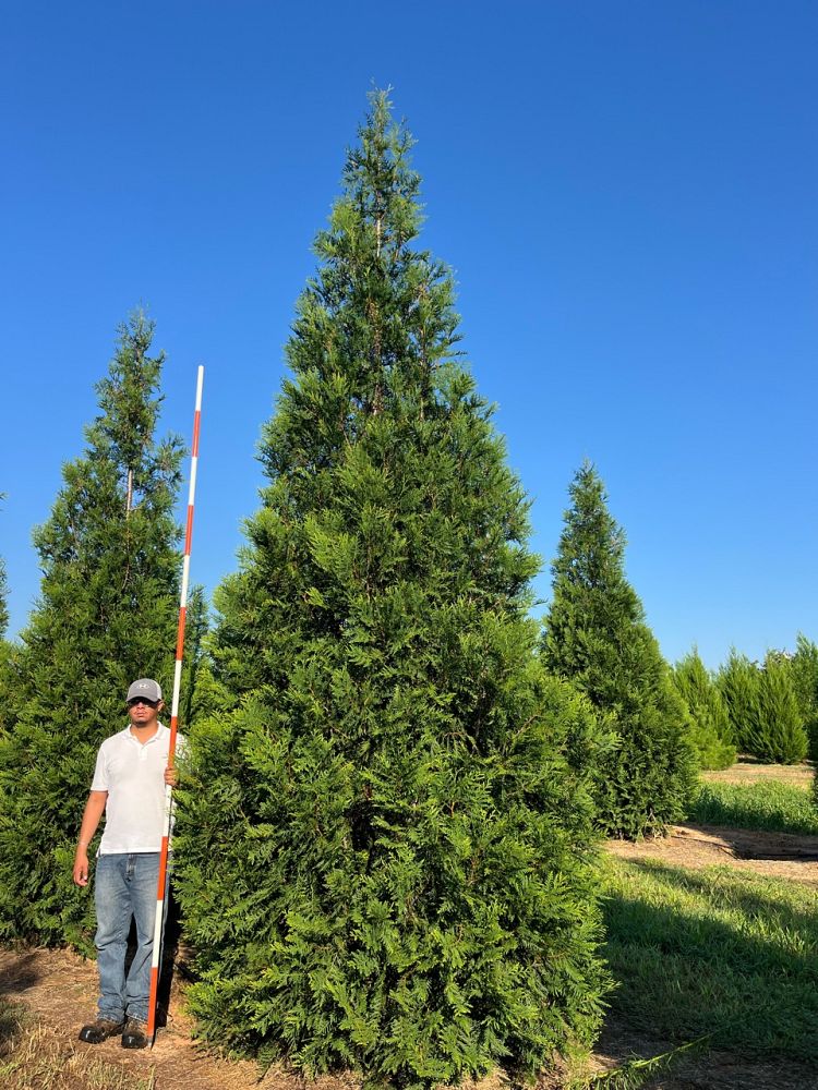 thuja-attapulgus-arborvitae-titan-western-cedar