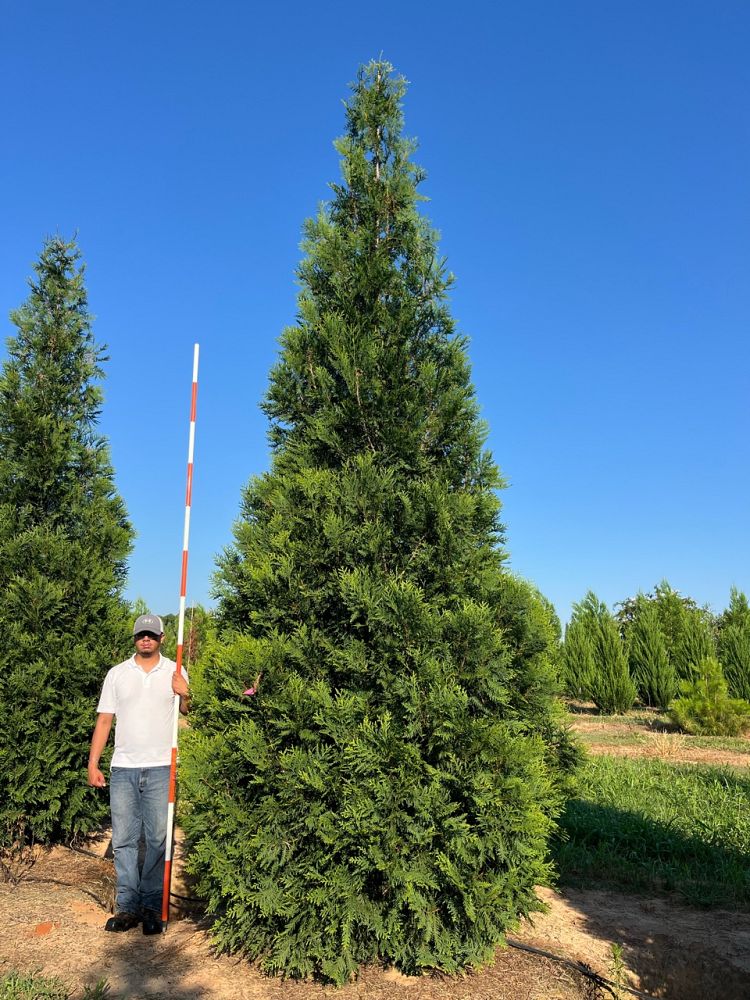 thuja-attapulgus-arborvitae-titan-western-cedar