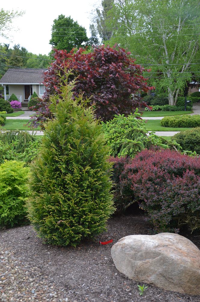 thuja-junior-giant-arborvitae