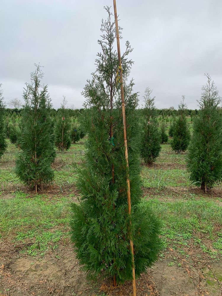 thuja-occidentalis-american-pillar-arborvitae-false-white-cedar