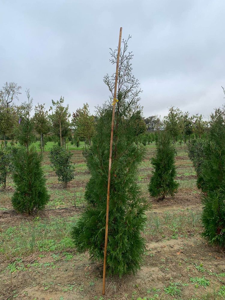 thuja-occidentalis-american-pillar-arborvitae-false-white-cedar