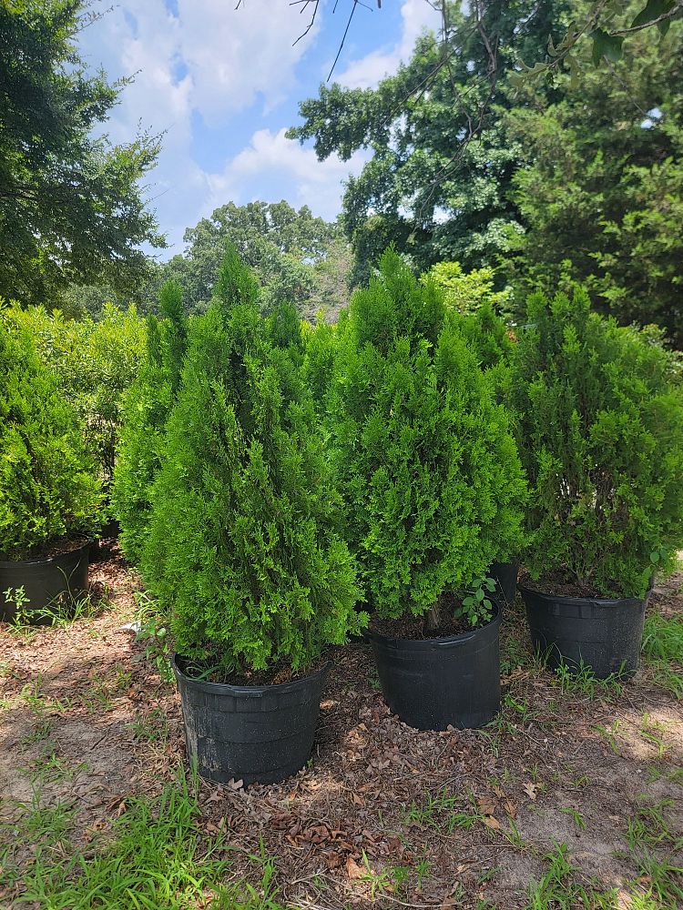 thuja-occidentalis-aurea-arborvitae-false-white-cedar-golden