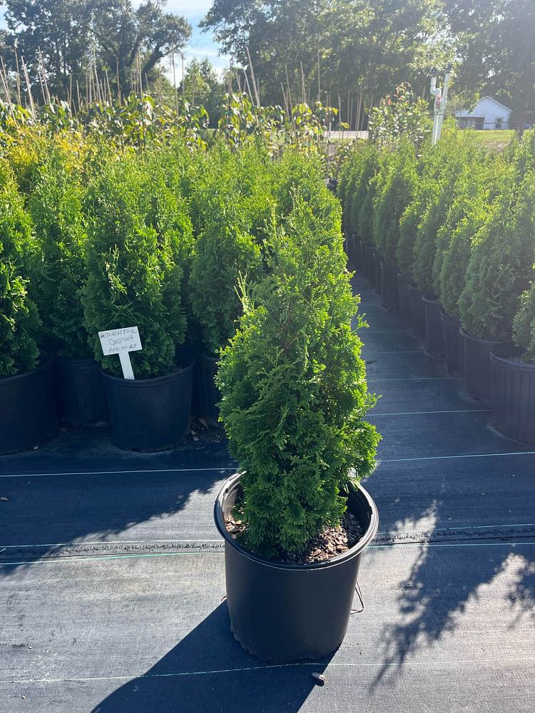 thuja-occidentalis-degroot-s-spire-arborvitae-false-white-cedar