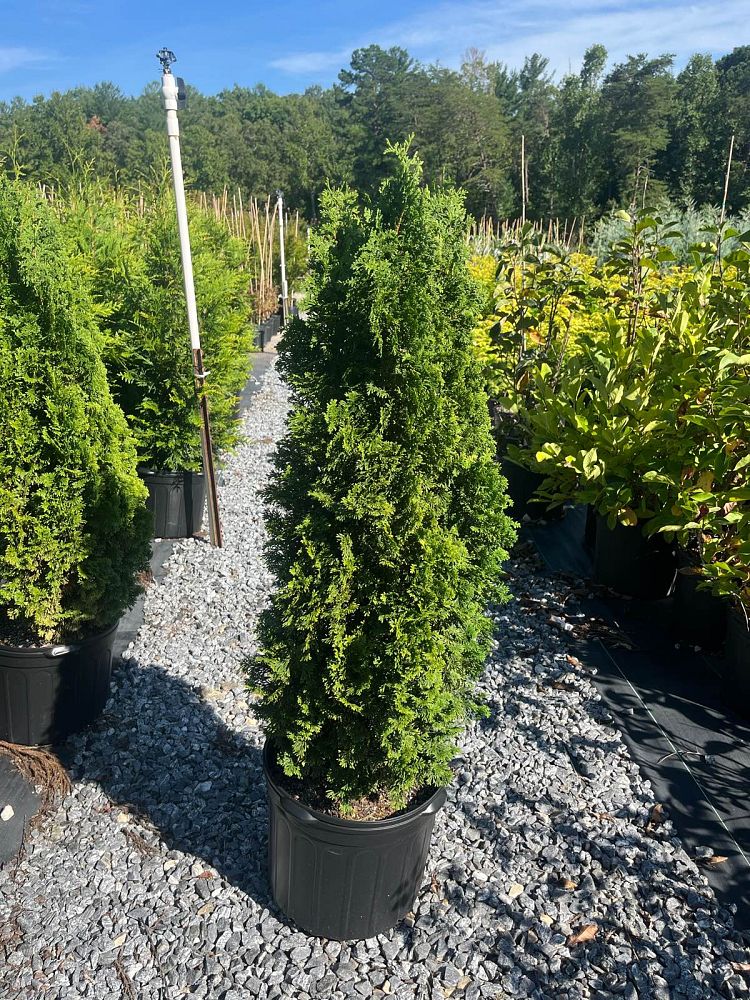 thuja-occidentalis-degroot-s-spire-arborvitae-false-white-cedar