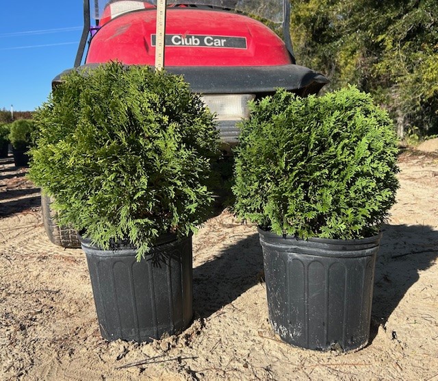 thuja-occidentalis-little-giant-arborvitae-false-white-cedar