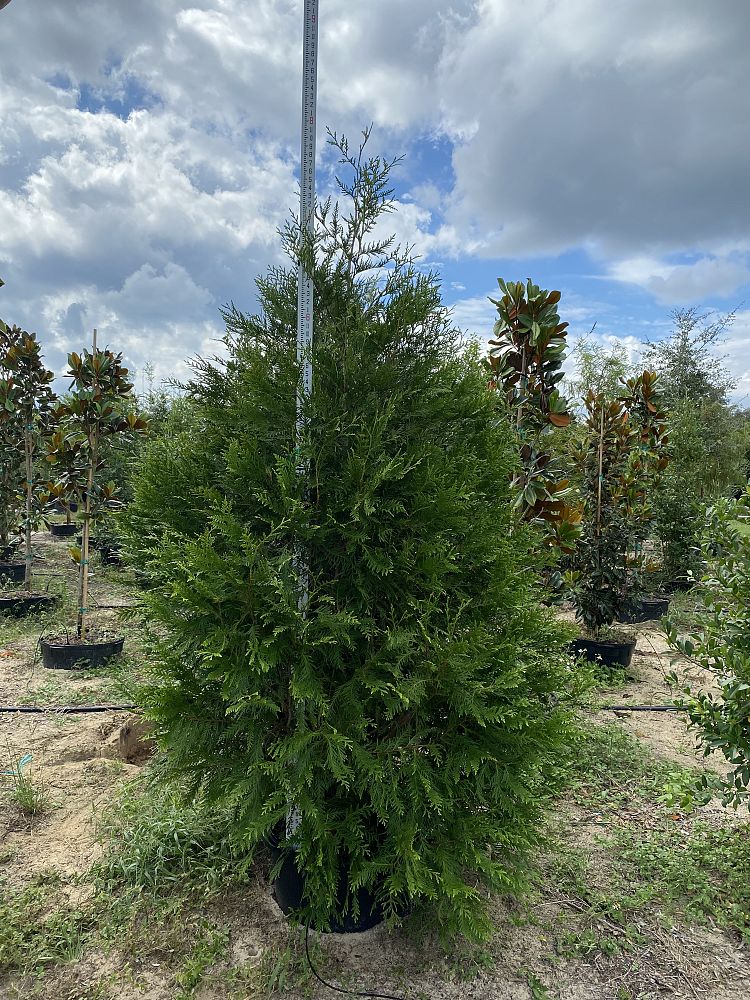 thuja-occidentalis-little-giant-arborvitae-false-white-cedar