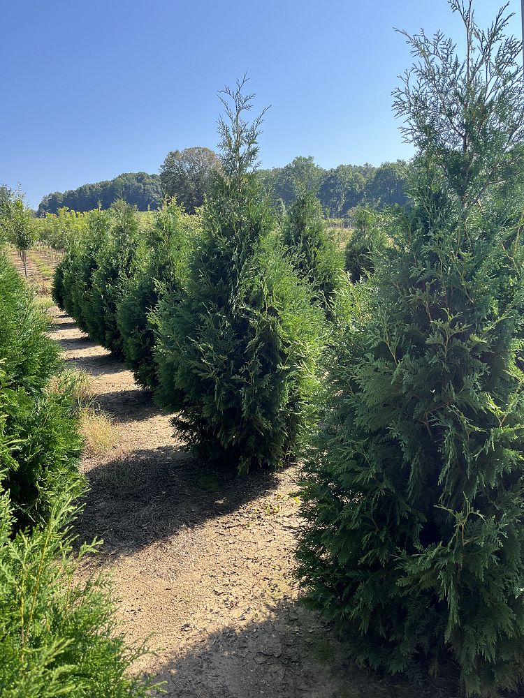 thuja-occidentalis-nigra-arborvitae-dark-american-false-white-cedar