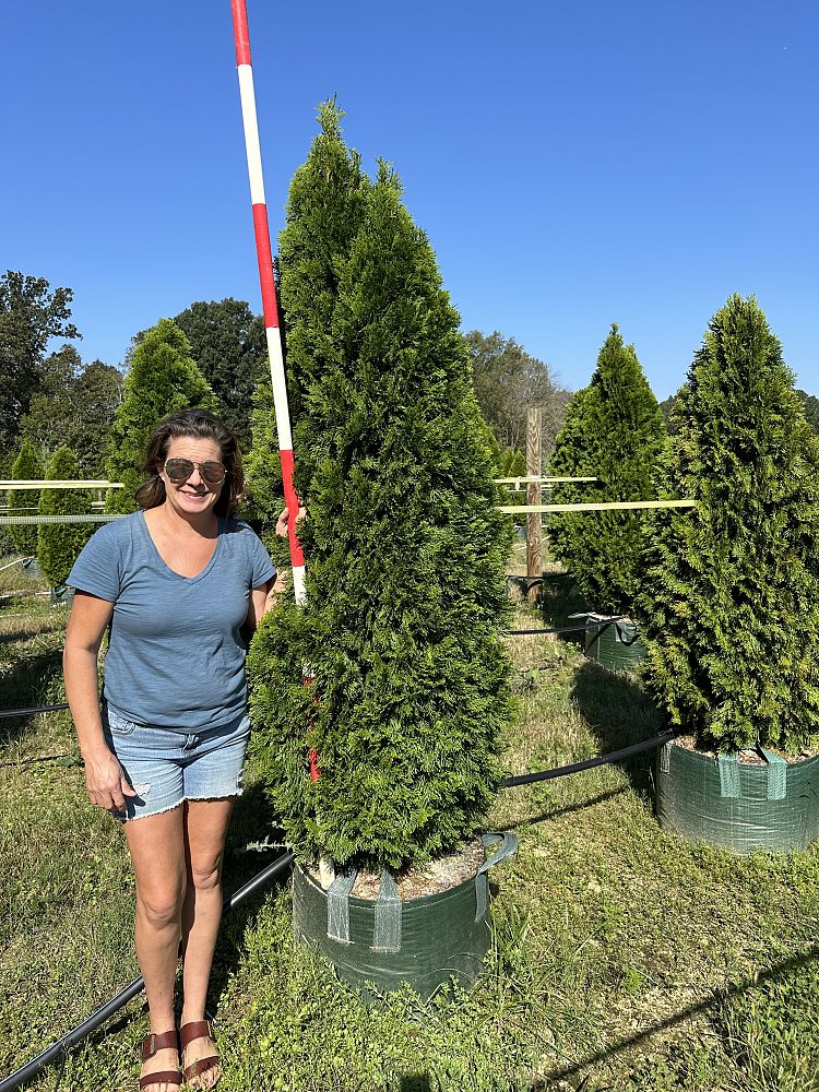 thuja-occidentalis-smaragd-arborvitae-emerald-green-false-white-cedar