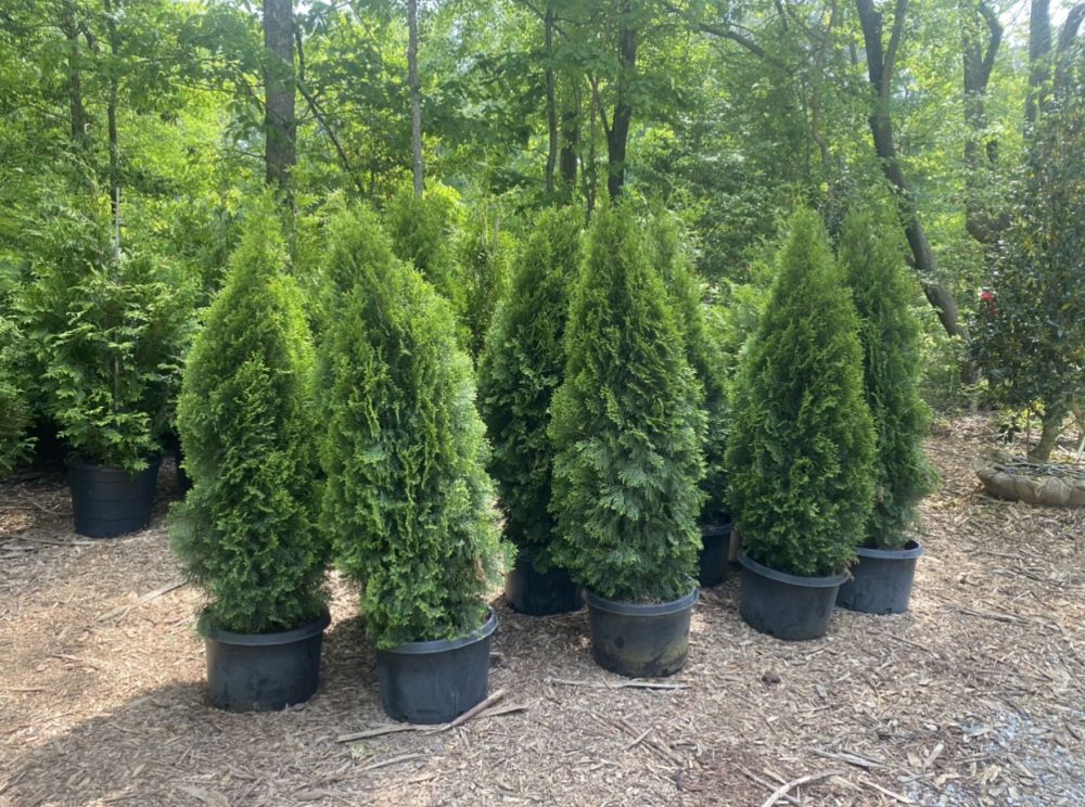 thuja-occidentalis-smaragd-arborvitae-emerald-green-false-white-cedar