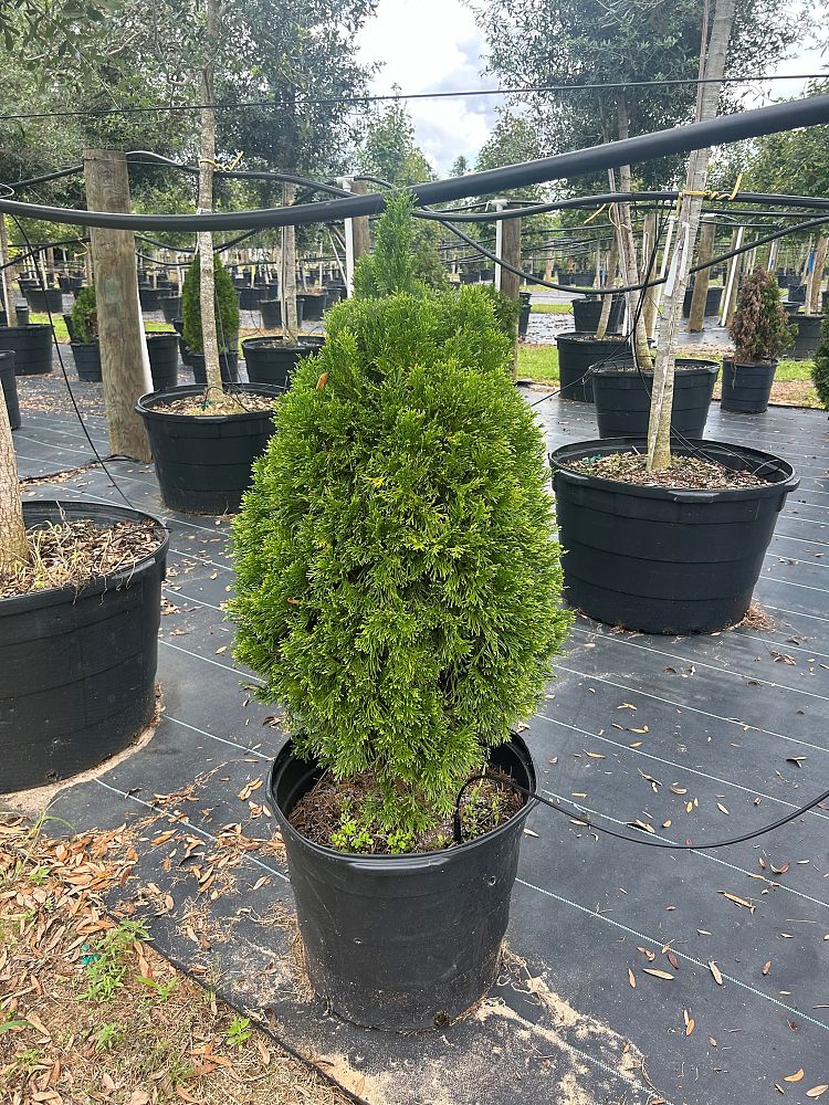 thuja-occidentalis-smaragd-arborvitae-emerald-green-false-white-cedar