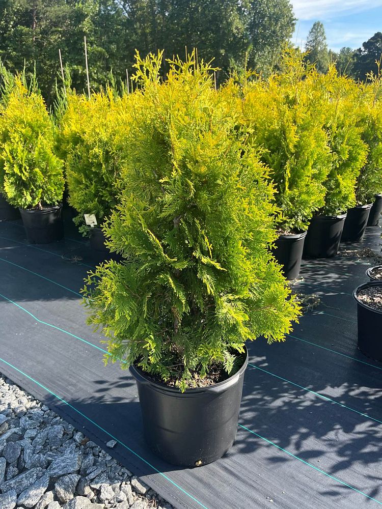 thuja-occidentalis-yellow-ribbon-arborvitae-false-white-cedar