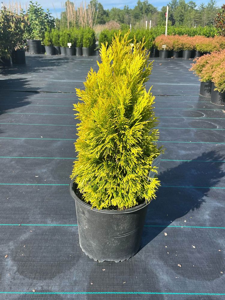 thuja-plicata-4ever-forever-goldy-arborvitae