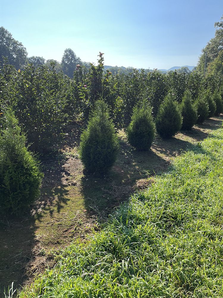 thuja-plicata-de-rakt-arborvitae-sugar-and-spice