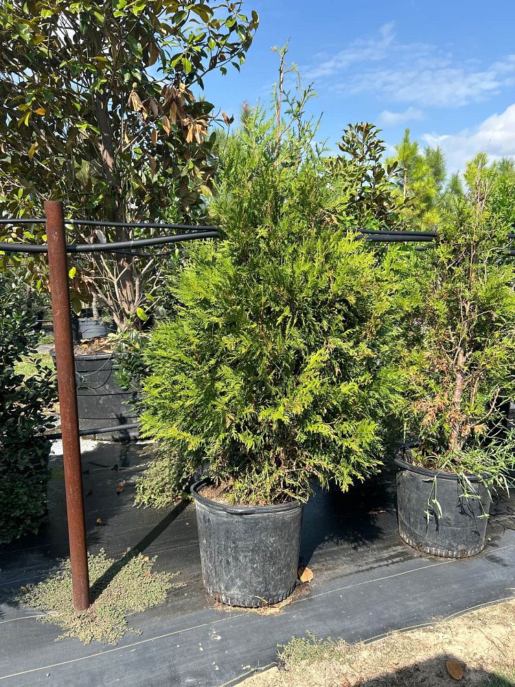 thuja-plicata-green-giant-topiary-western-red-cedar-giant-arborvitae