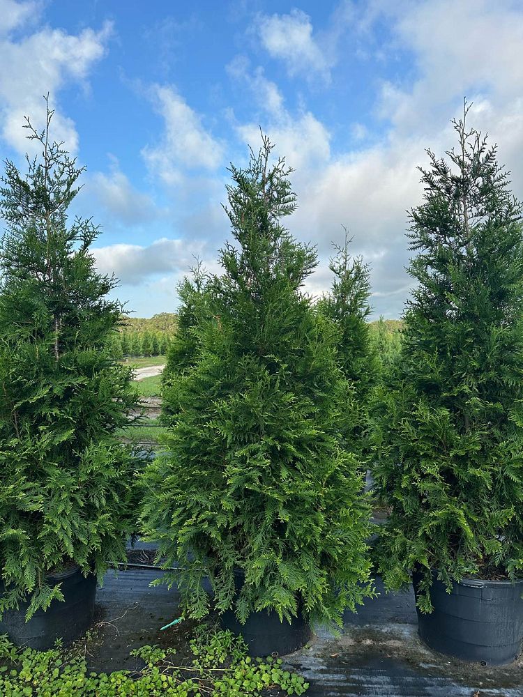 thuja-plicata-green-giant-western-red-cedar-giant-arborvitae