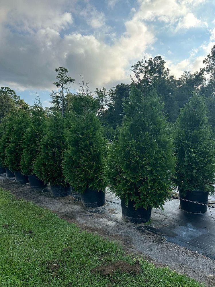 thuja-plicata-green-giant-western-red-cedar-giant-arborvitae