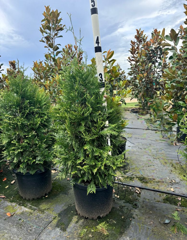 thuja-plicata-green-giant-western-red-cedar-giant-arborvitae