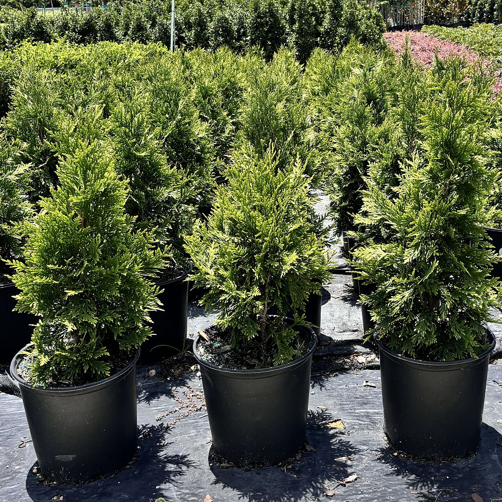 thuja-plicata-green-giant-western-red-cedar-giant-arborvitae