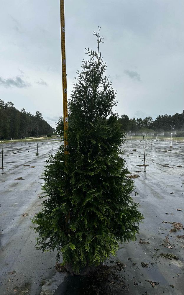 thuja-plicata-green-giant-western-red-cedar-giant-arborvitae