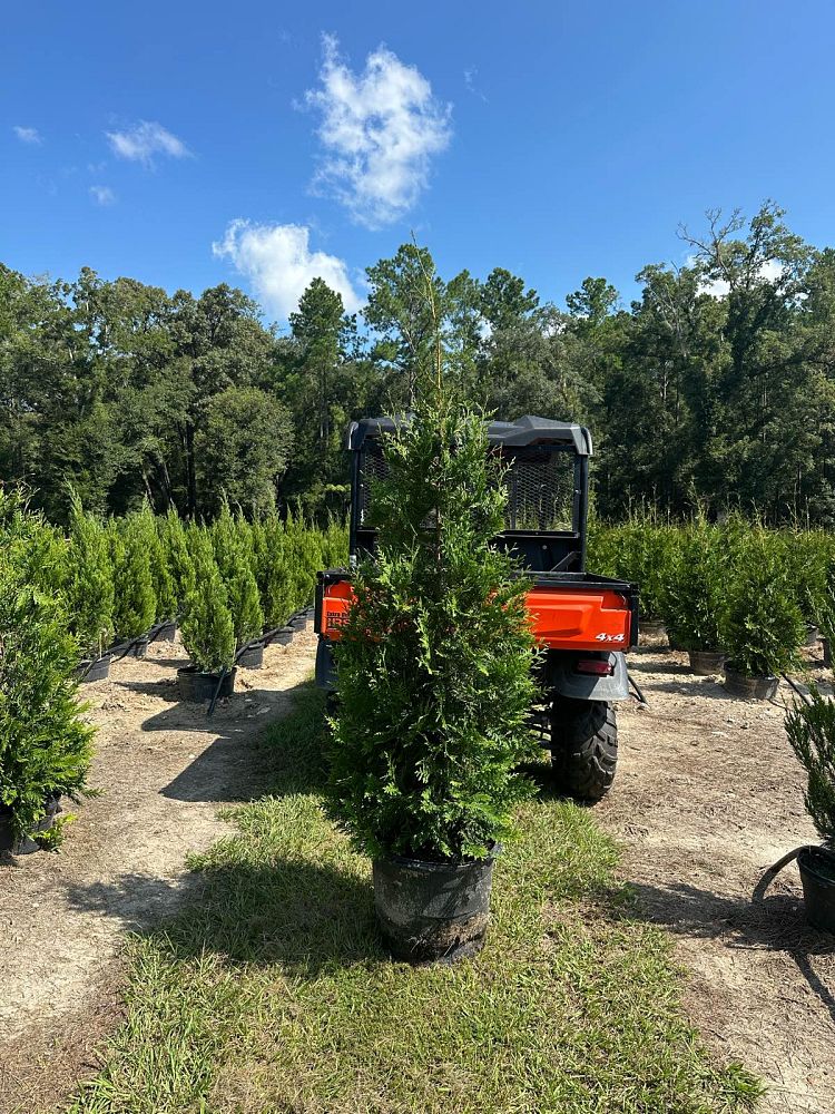 thuja-plicata-green-giant-western-red-cedar-giant-arborvitae