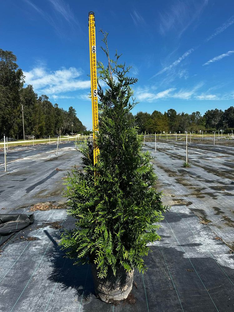 thuja-plicata-green-giant-western-red-cedar-giant-arborvitae