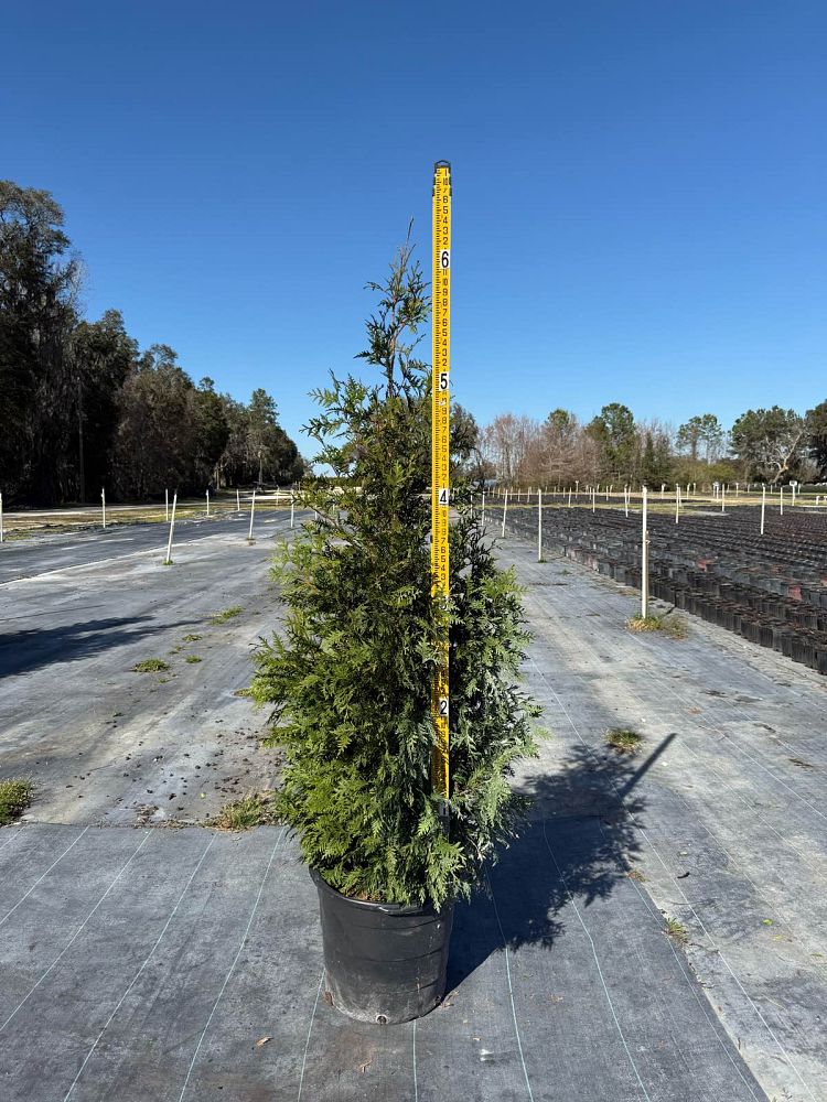 thuja-plicata-green-giant-western-red-cedar-giant-arborvitae