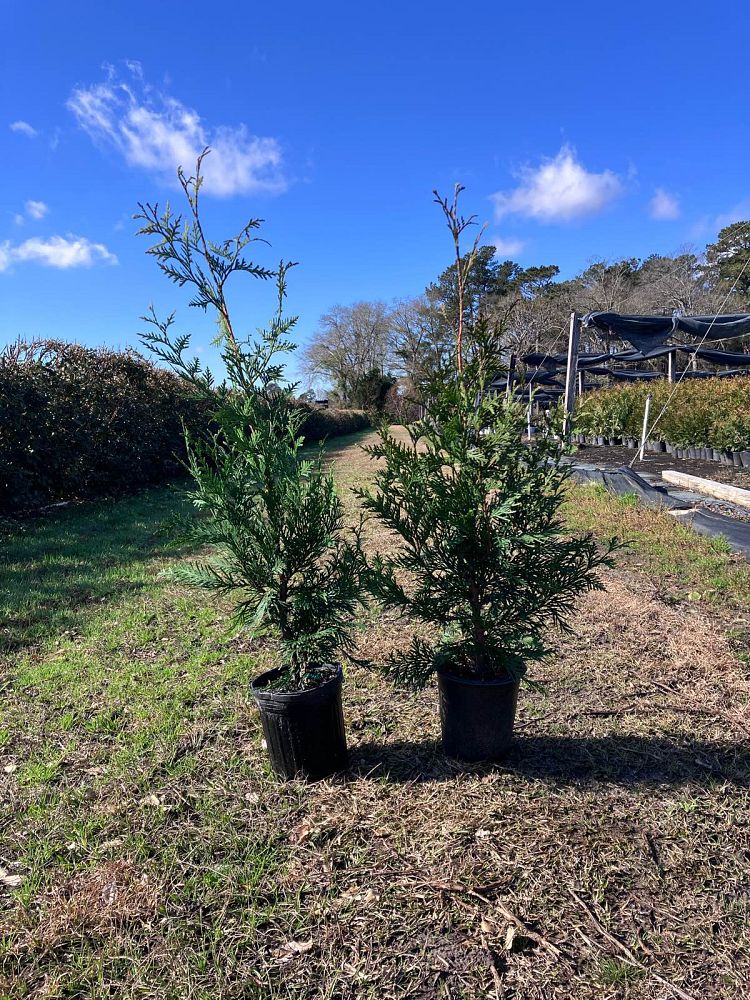 thuja-plicata-green-giant-western-red-cedar-giant-arborvitae