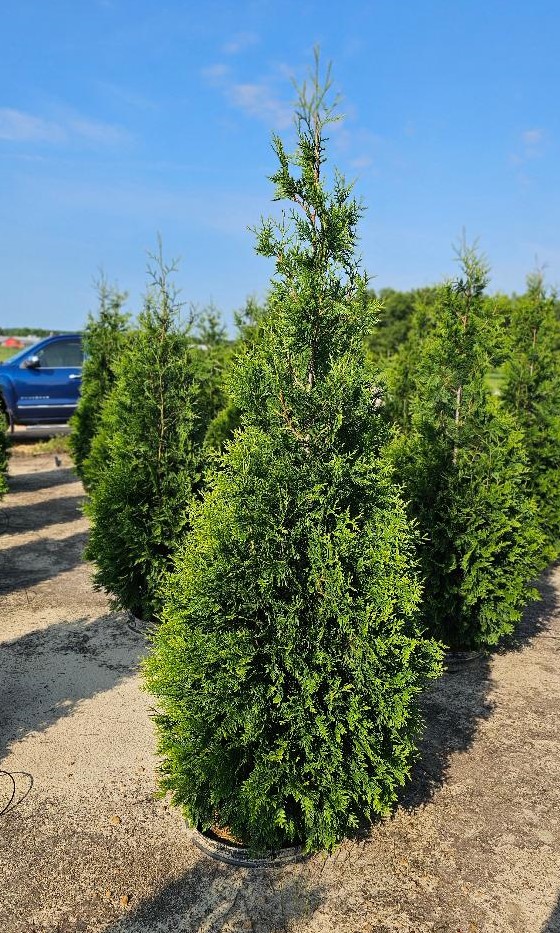 thuja-plicata-green-giant-western-red-cedar-giant-arborvitae