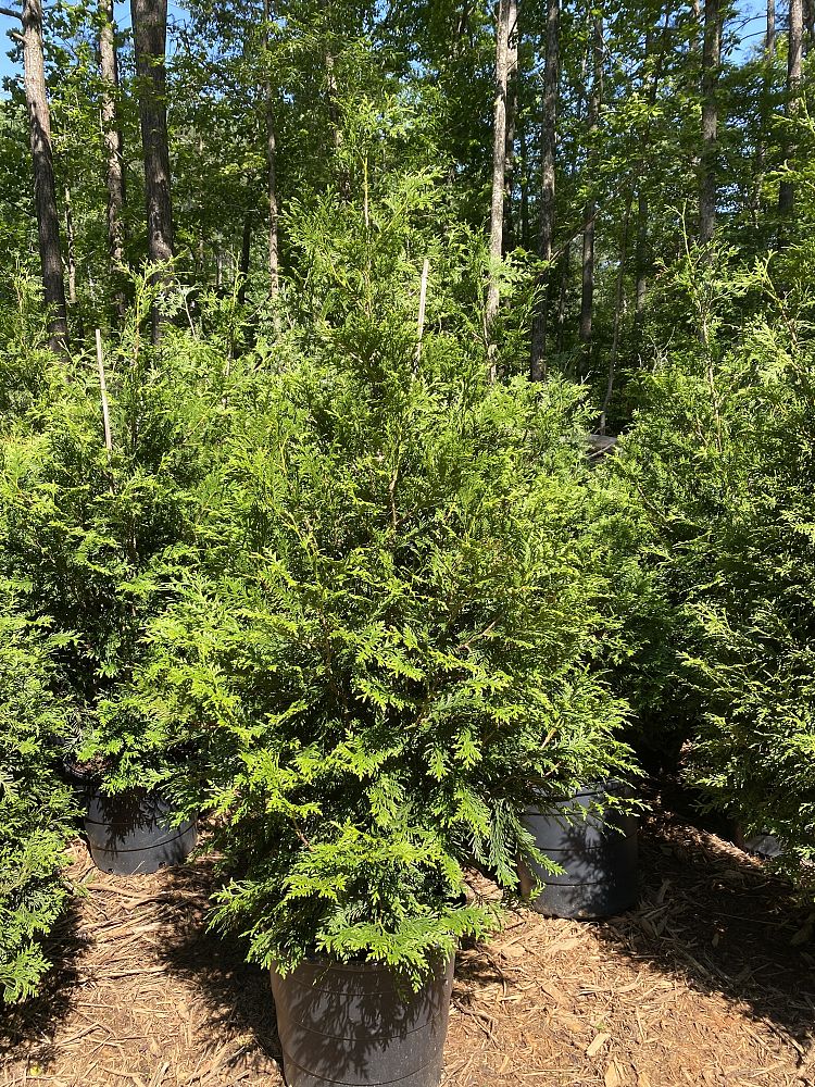 thuja-plicata-green-giant-western-red-cedar-giant-arborvitae