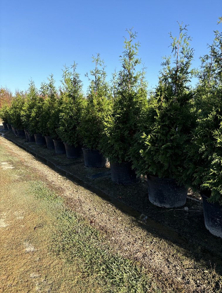 thuja-plicata-green-giant-western-red-cedar-giant-arborvitae