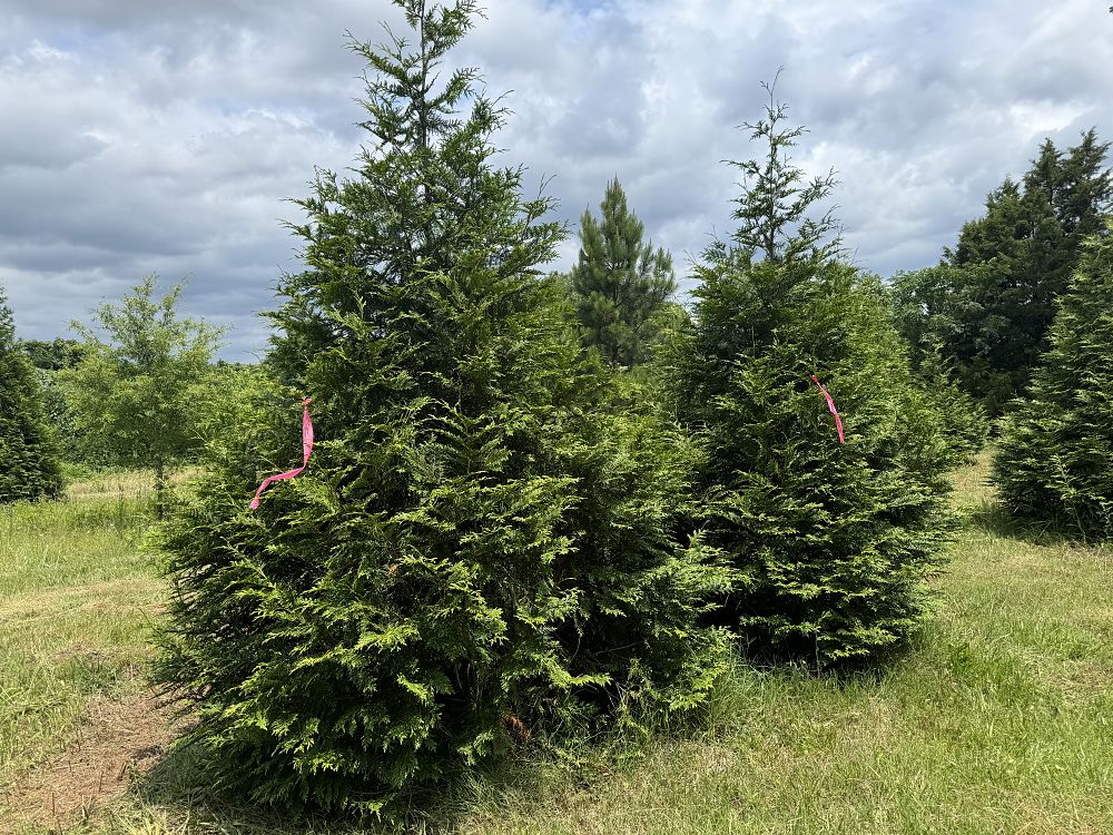 thuja-plicata-green-giant-western-red-cedar-giant-arborvitae