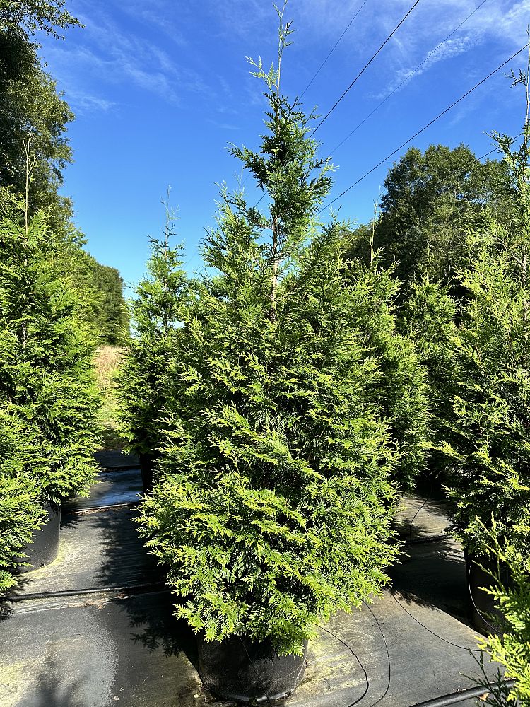 thuja-plicata-green-giant-western-red-cedar-giant-arborvitae