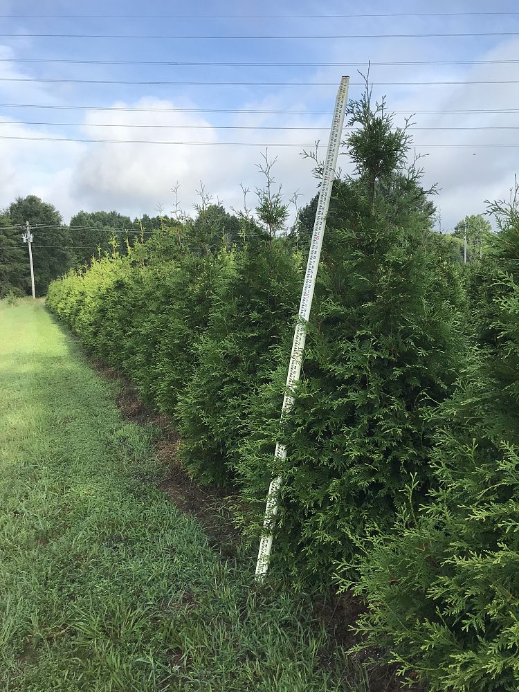 thuja-plicata-green-giant-western-red-cedar-giant-arborvitae