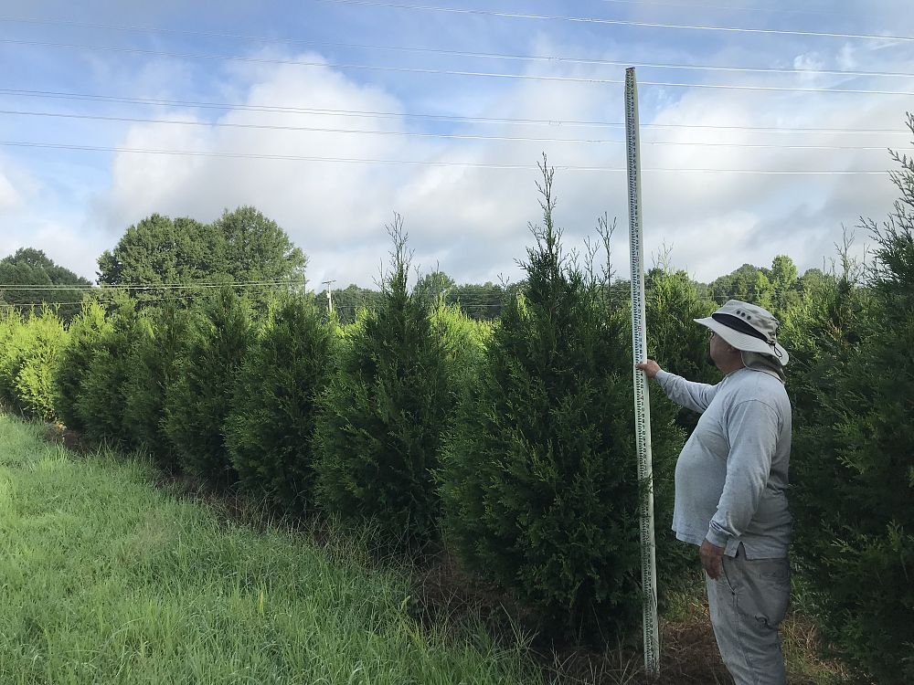 thuja-plicata-green-giant-western-red-cedar-giant-arborvitae