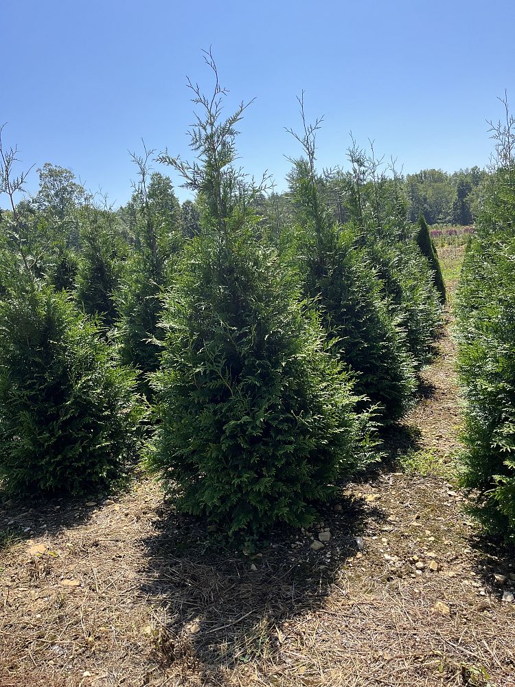 thuja-plicata-green-giant-western-red-cedar-giant-arborvitae