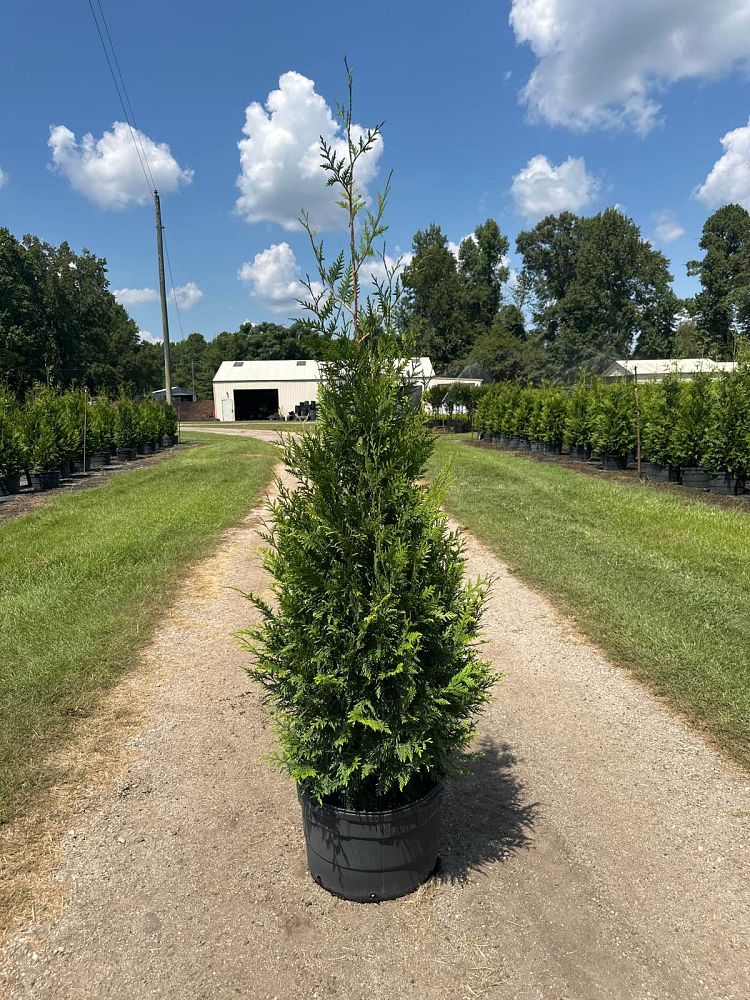 thuja-plicata-green-giant-western-red-cedar-giant-arborvitae