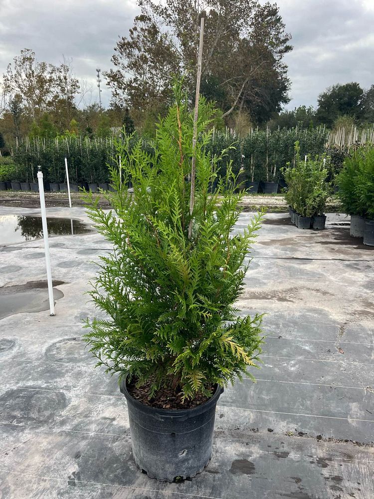 thuja-plicata-green-giant-western-red-cedar-giant-arborvitae