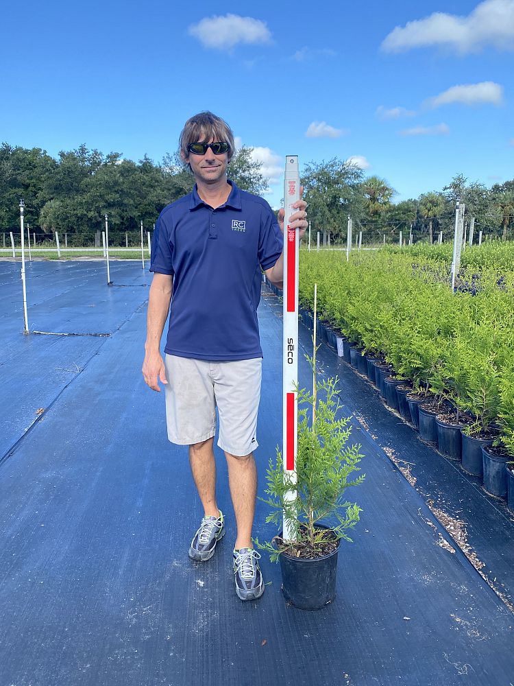 thuja-plicata-green-giant-western-red-cedar-giant-arborvitae