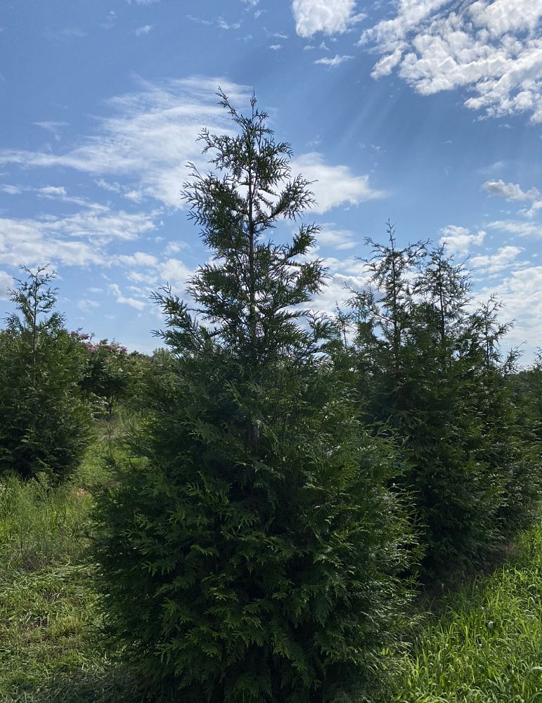 thuja-plicata-green-giant-western-red-cedar-giant-arborvitae